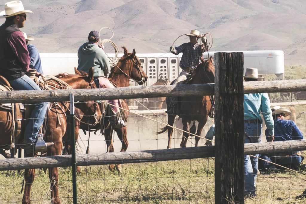best calming supplement for horses in movies